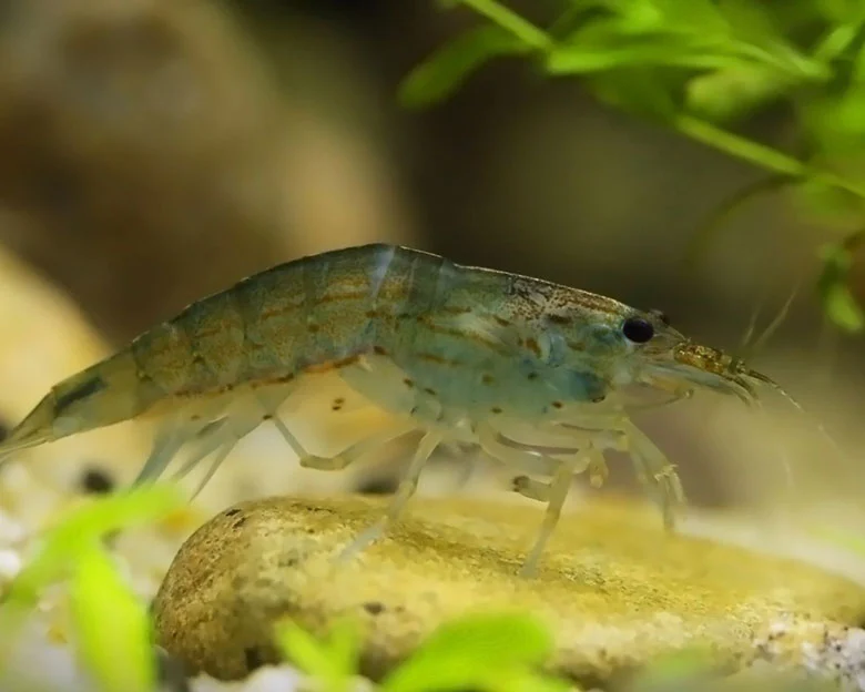 Amano Shrimp - Facts and Characteristics