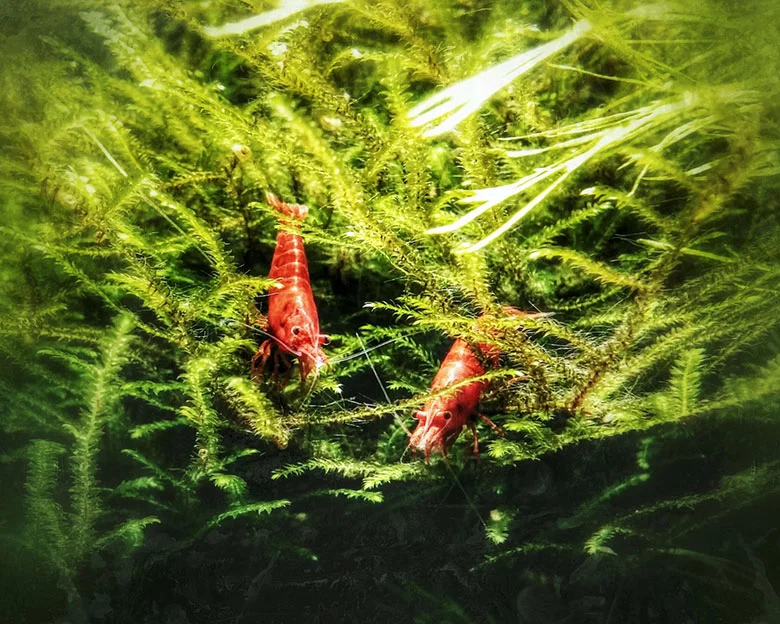 Red Cherry Shrimp - Filtration and Plant Requirements