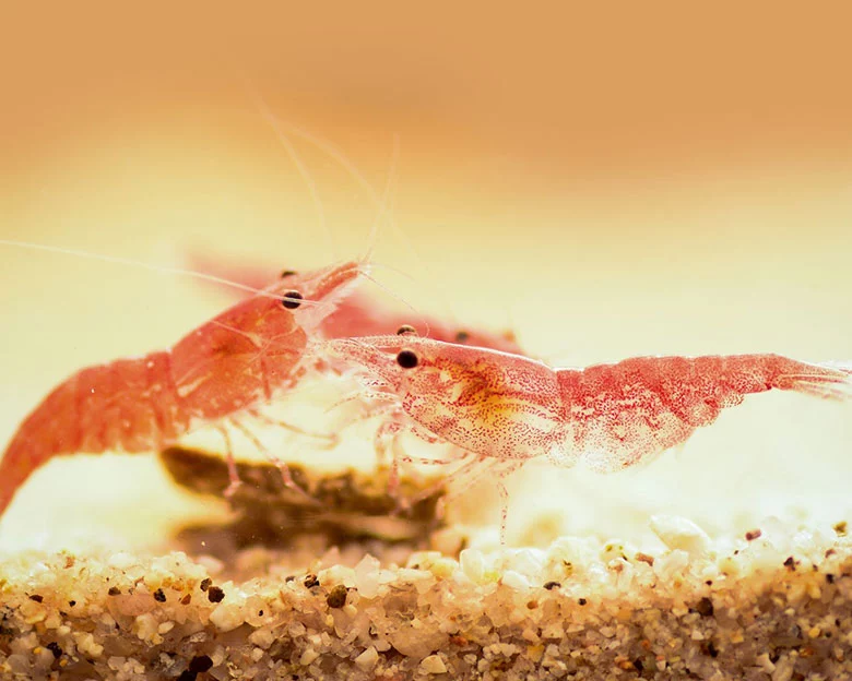 Red Cherry Shrimp - Sexing Cherry Shrimp