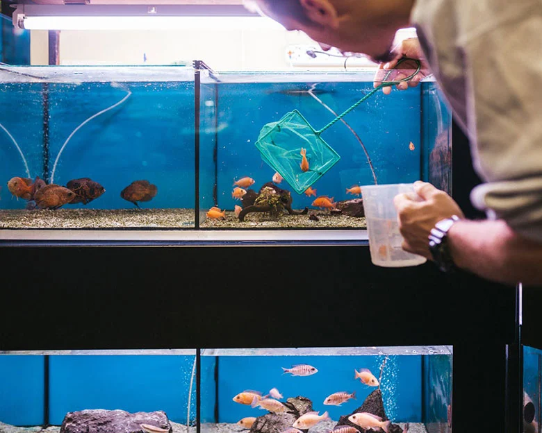 aquarium fish diseases - Environmental Factors
