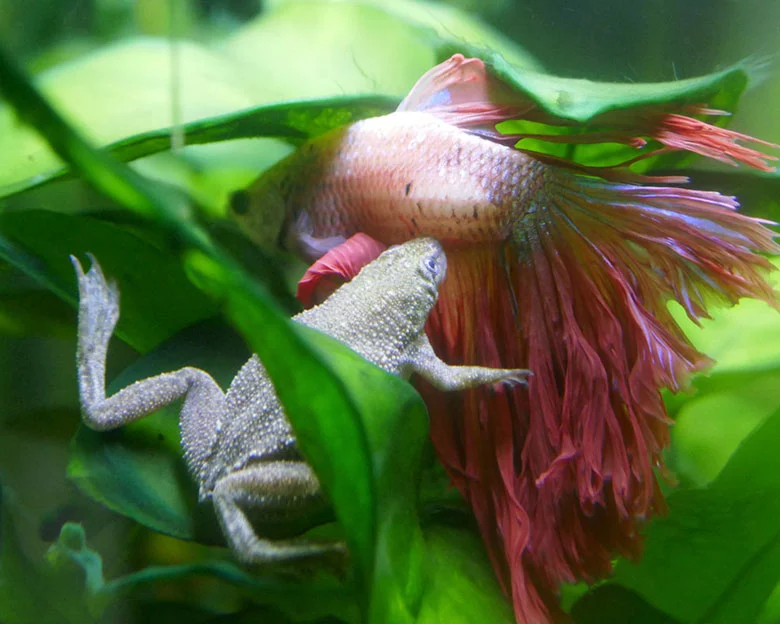 African Dwarf Frog Care - Compatible Tank Mates