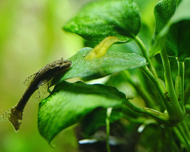 All About Anubias - Avoiding Damage from Fish