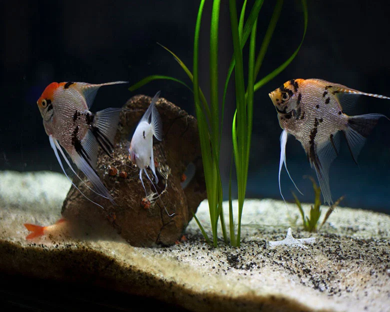 Angelfish Tank Mates - Choosing Tank Mates