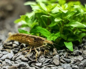 Bamboo Shrimp Care - All You Need To Know