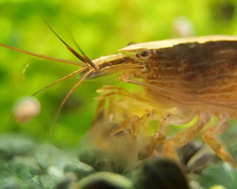 Bamboo Shrimp Care - Breeding and Reproduction