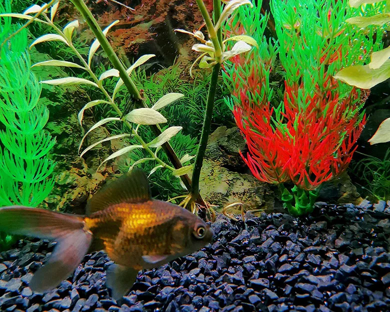 Best Substrate For Goldfish - Benefits of Substrate