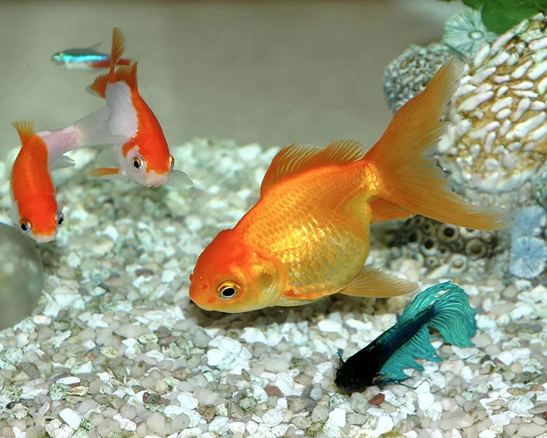 Best Substrate For Goldfish - Pros and Cons of Gravel