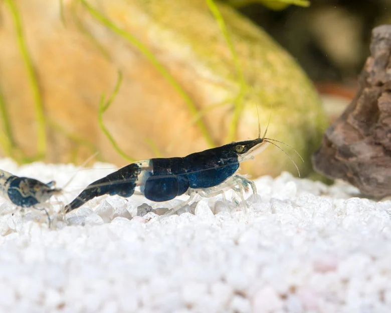 Blue Velvet Shrimp - Tank Mates