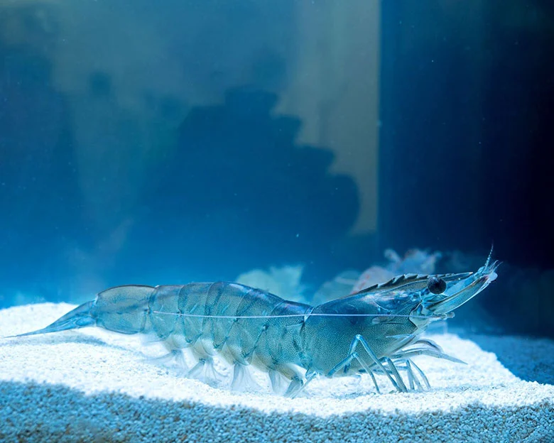Blue Velvet Shrimp - Tank Set Up