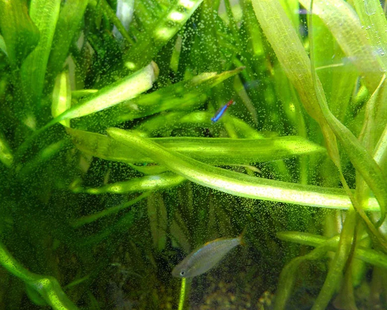 Cloudy Fish Tanks - Algae Growth Control