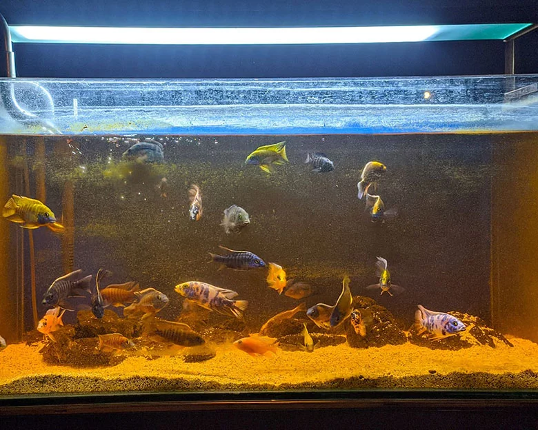 Cloudy Fish Tanks - Causes of Cloudy Water