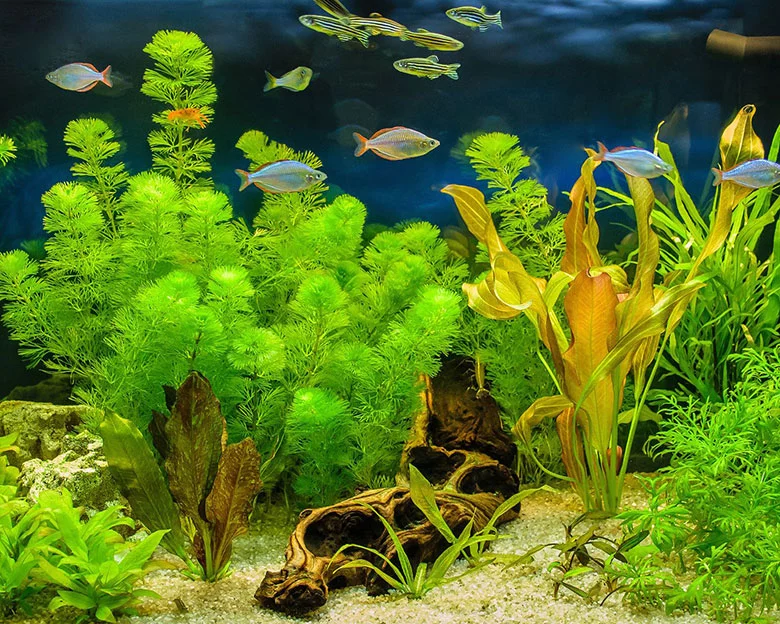Cloudy Fish Tanks - Other Water Issues