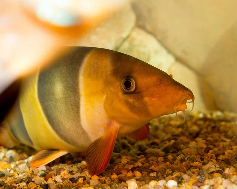 Clown Loach Care - Personality and Behavior