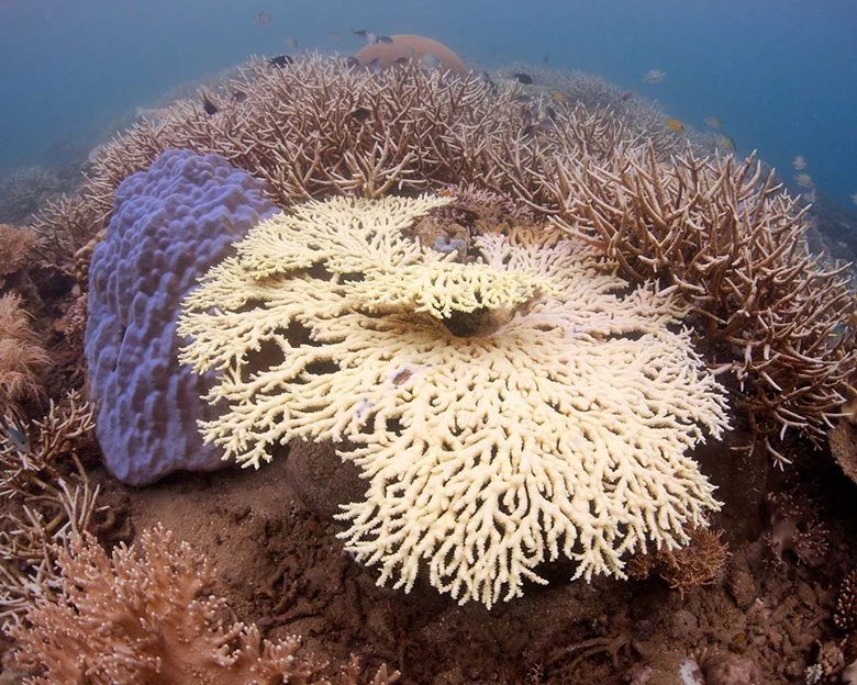 Coral Bleaching - Causes and Mechanisms