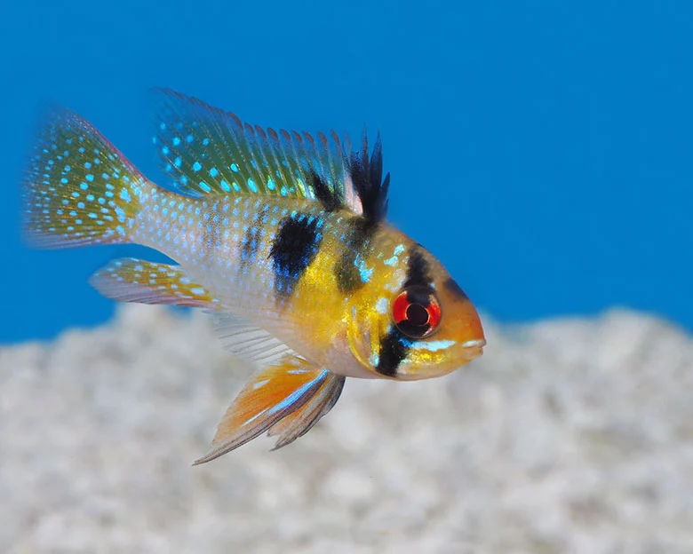 German Blue Ram Cichlids - Challenges and Solutions