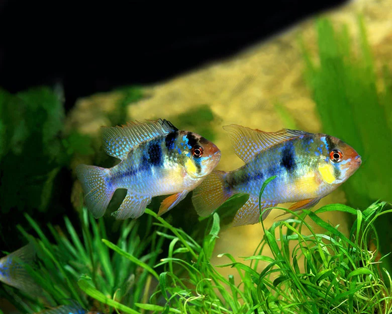 German Blue Ram Cichlids - Fish Description