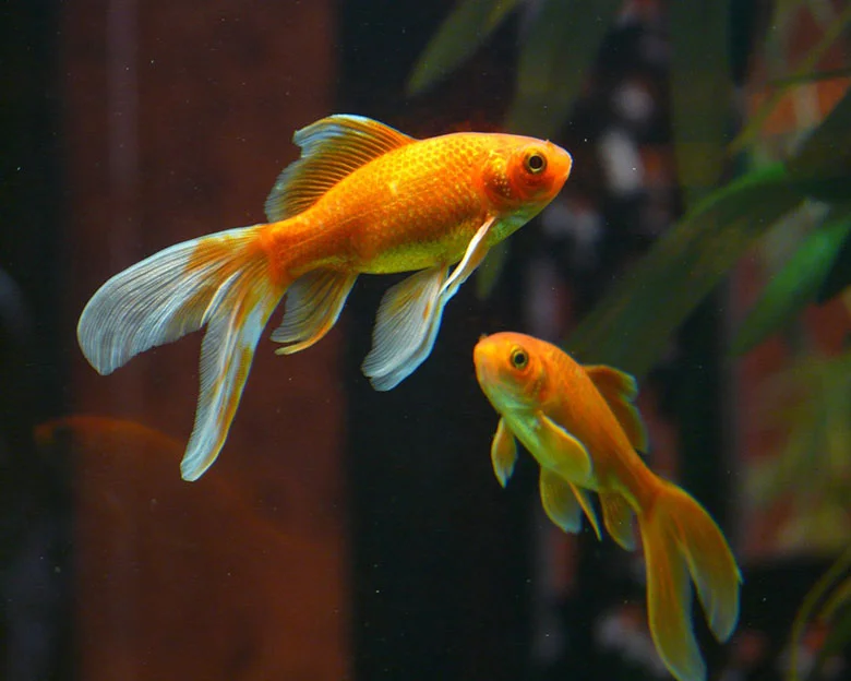 Goldfish Mating - How Goldfish Mate