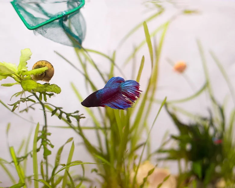 How To Clean Betta Tank - Maintenance Tips and Tricks