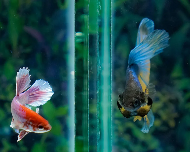 How To Clean Betta Tank - Why Proper Maintenance Matters