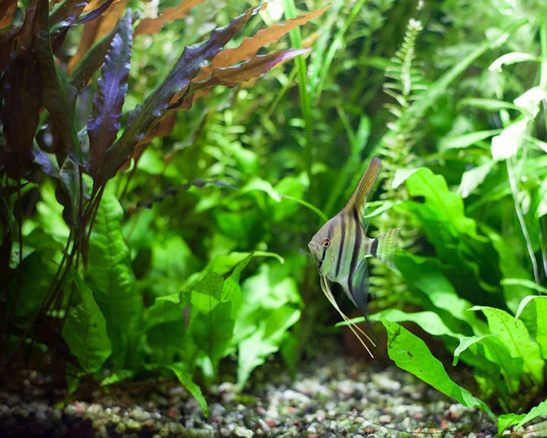 Java fern care - Overview of Java Fern