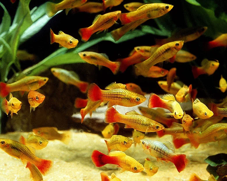 Platy Fish Care - Facts and Characteristics