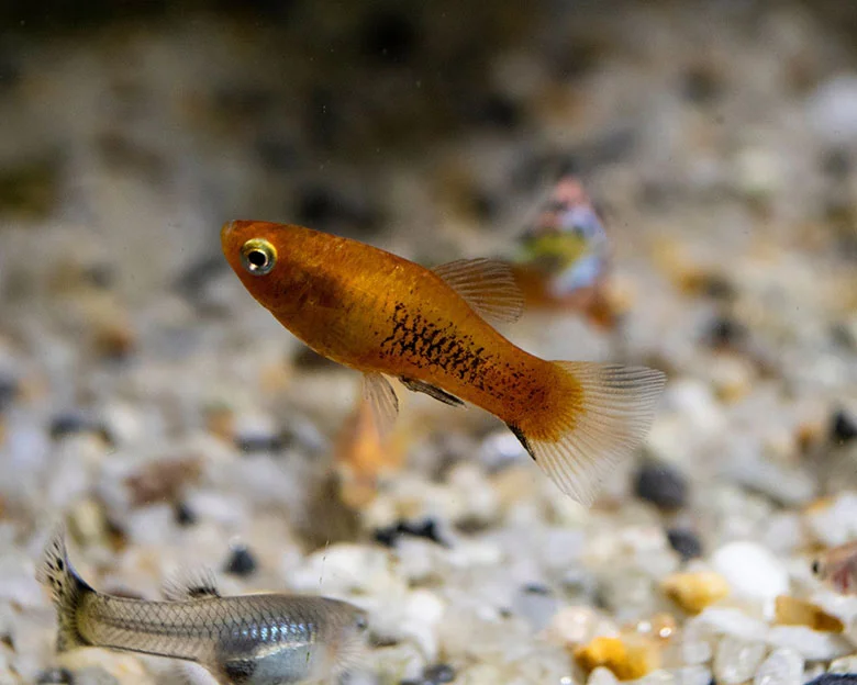 Platy Fish - Origins and Habitat