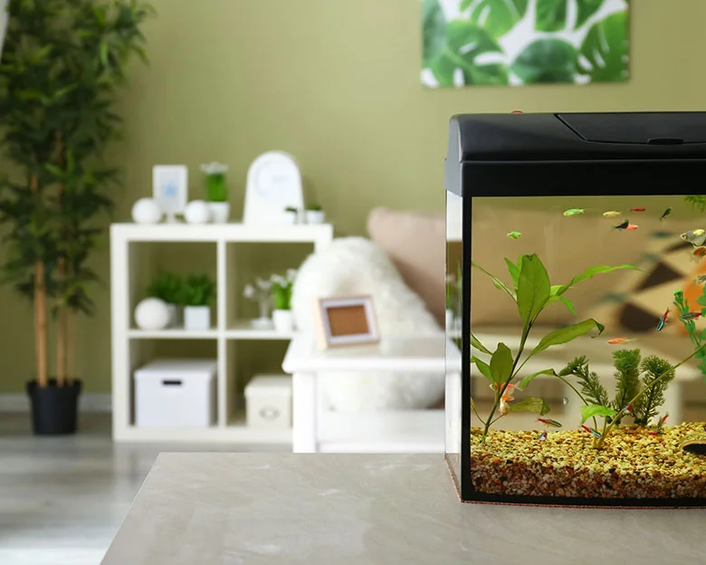 Self-Cleaning Fish Tanks - Issues with Self-Cleaning Tanks