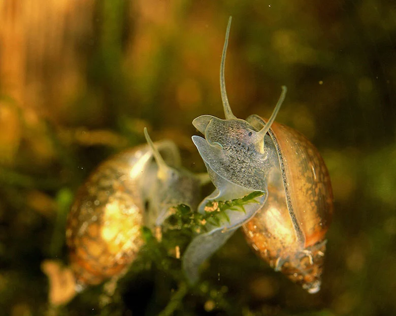 Snail Eating Fish - Tips for Long-Term Control