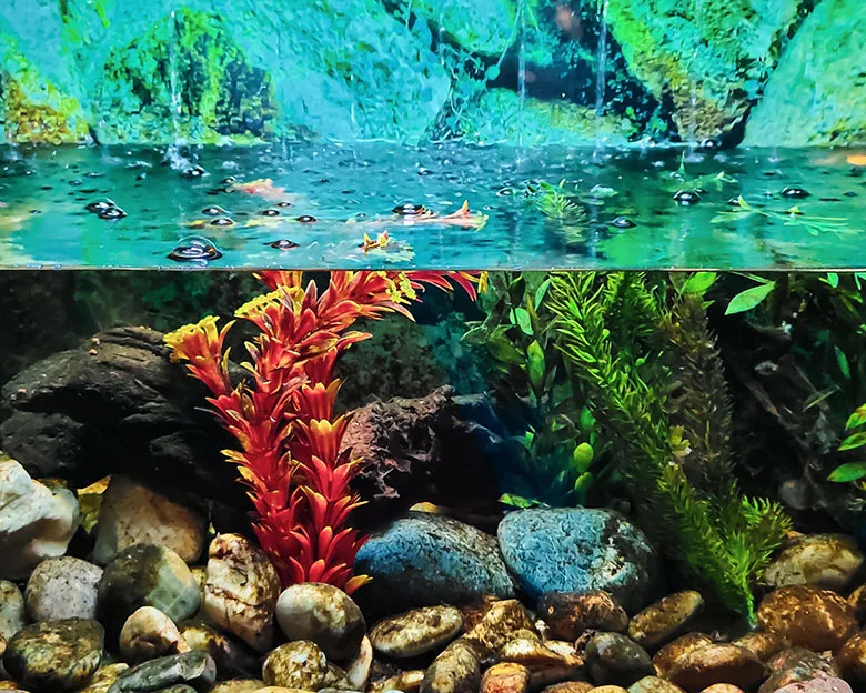 Softening Aquarium Water - Rainwater
