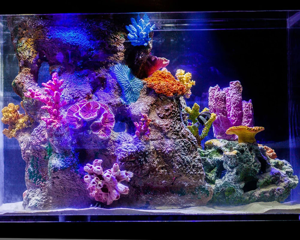 the-ultimate-guide-to-setting-up-a-20-gallon-fish-tank-fantasticfishtanks