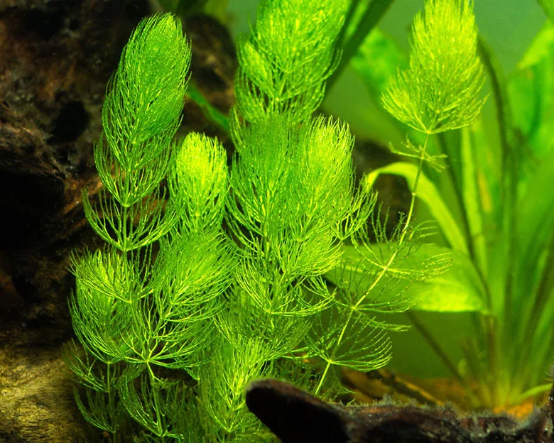 aquarium plants without substrate - Types of Substrate-Less Plants