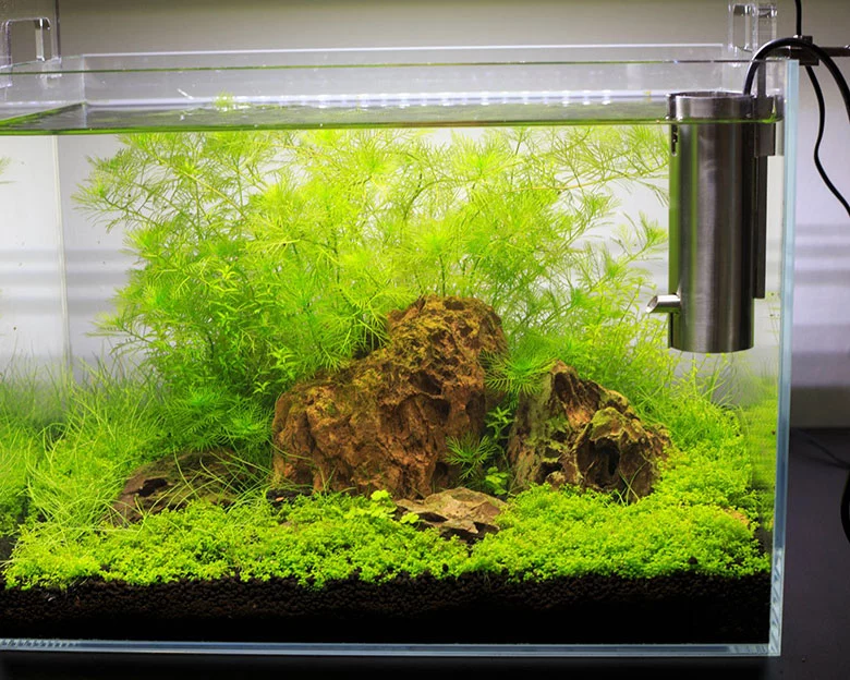 best substrate for planted tanks - Importance of Substrate