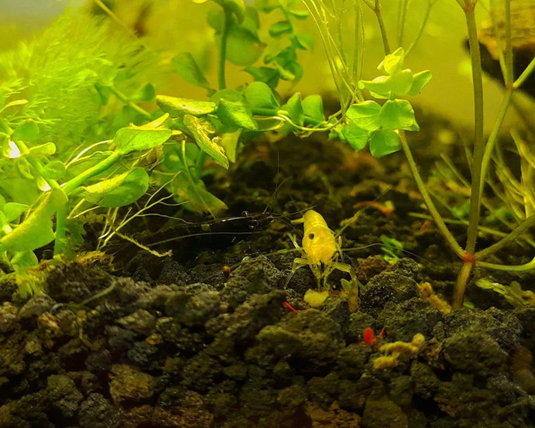shrimp tank filters - Benefits of Shrimp in Aquariums