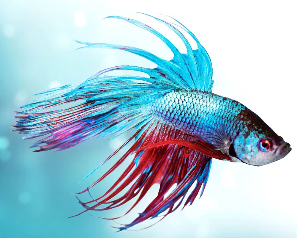 Betta Velvet Disease: Causes, Symptoms, And Effective Treatment ...