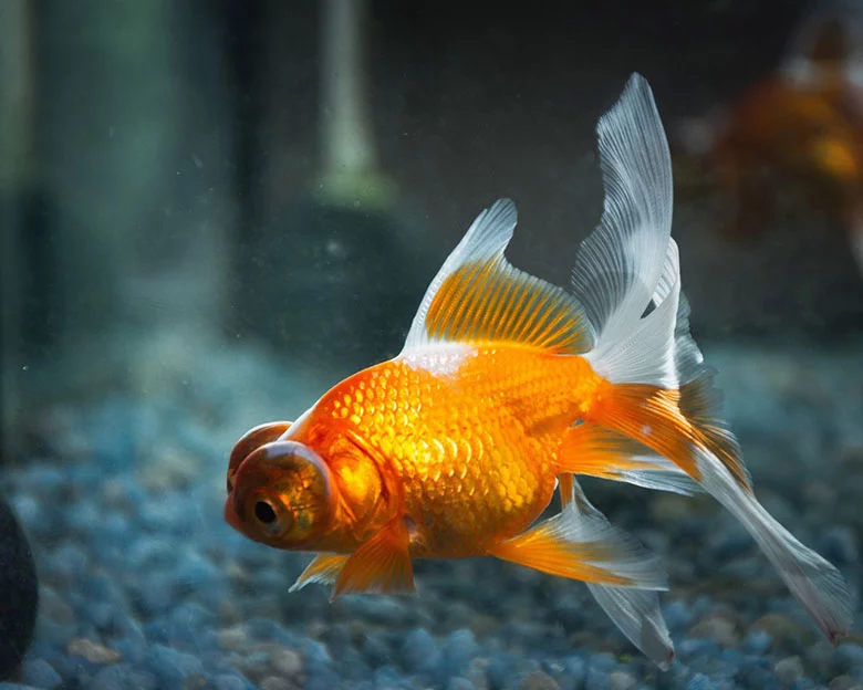 black spots on goldfish - Signs of Illness