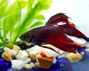 Inflamed Gills In Betta Fish Symptoms, Treatment & Prevention