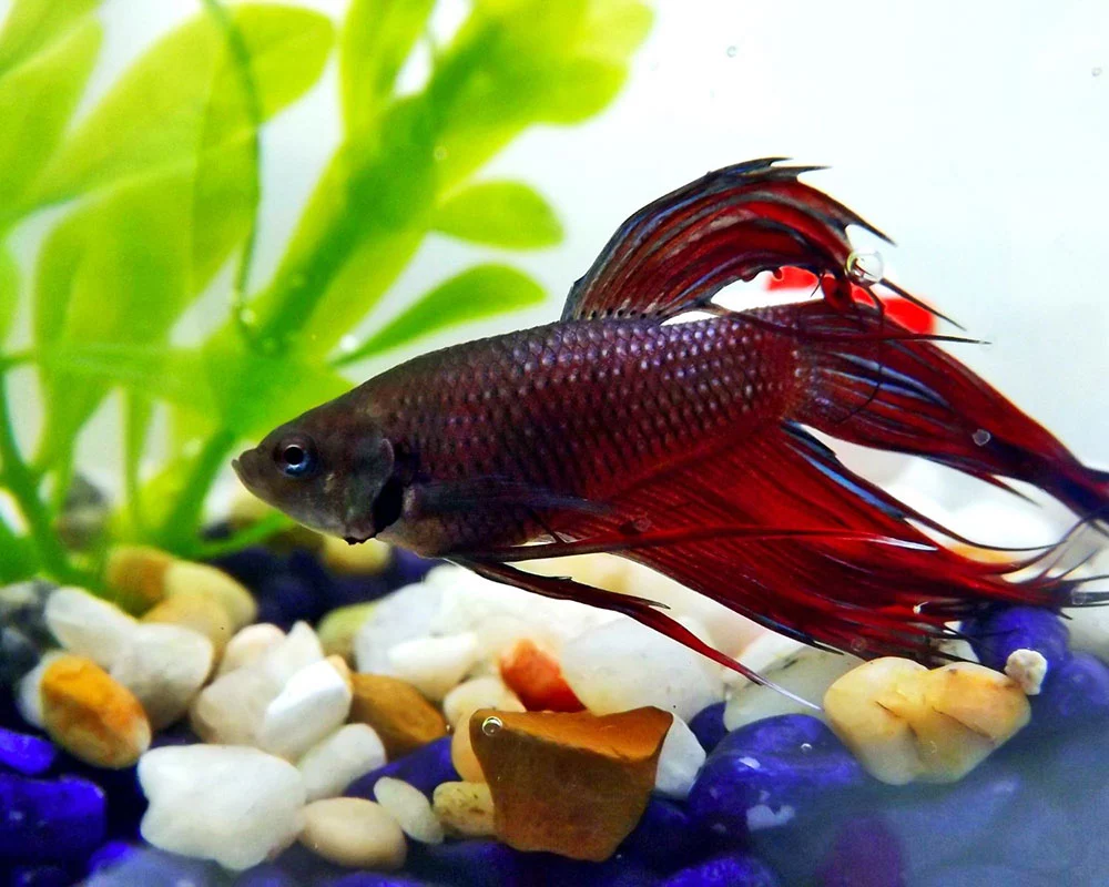 Inflamed Gills In Betta Fish: Symptoms, Treatment & Prevention ...