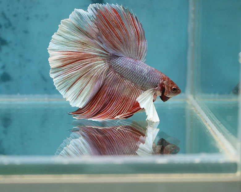 inflamed gills in betta fish - Water Quality and Maintenance